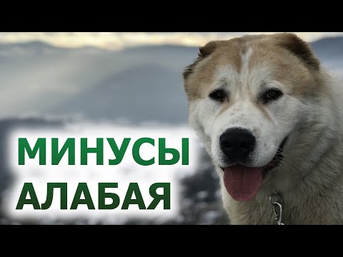 МИНУСЫ АЛАБАЯ ❘ 5 Минусов Среднеазиатской Овчарки