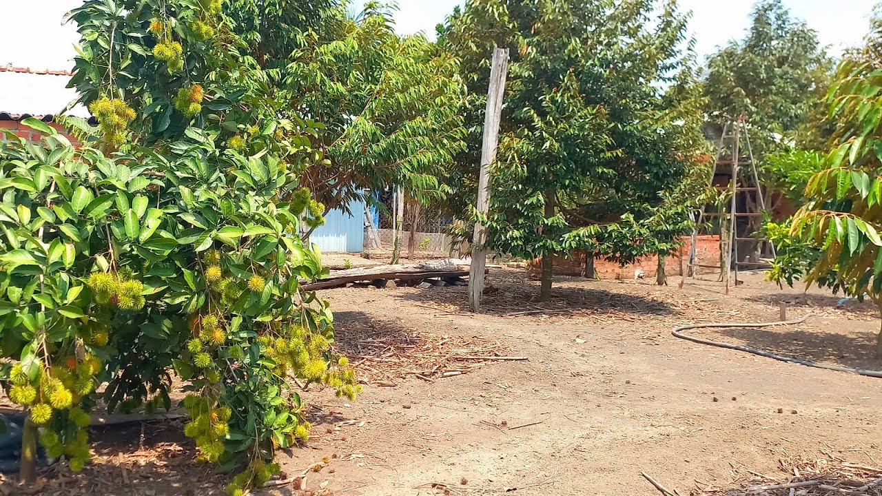 ĐÃ,BÁN,,,, vườn trái cây đẹp đang thu, tặng nhà + hết cây kiểng, cách QL13, 950m) =S2031,7m²,giá