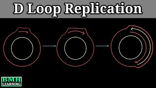 D Loop Replication Mitochondrial Dna Replication 