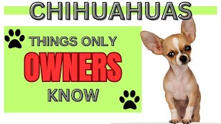 Chihuahuas:  Things Only Owners Know