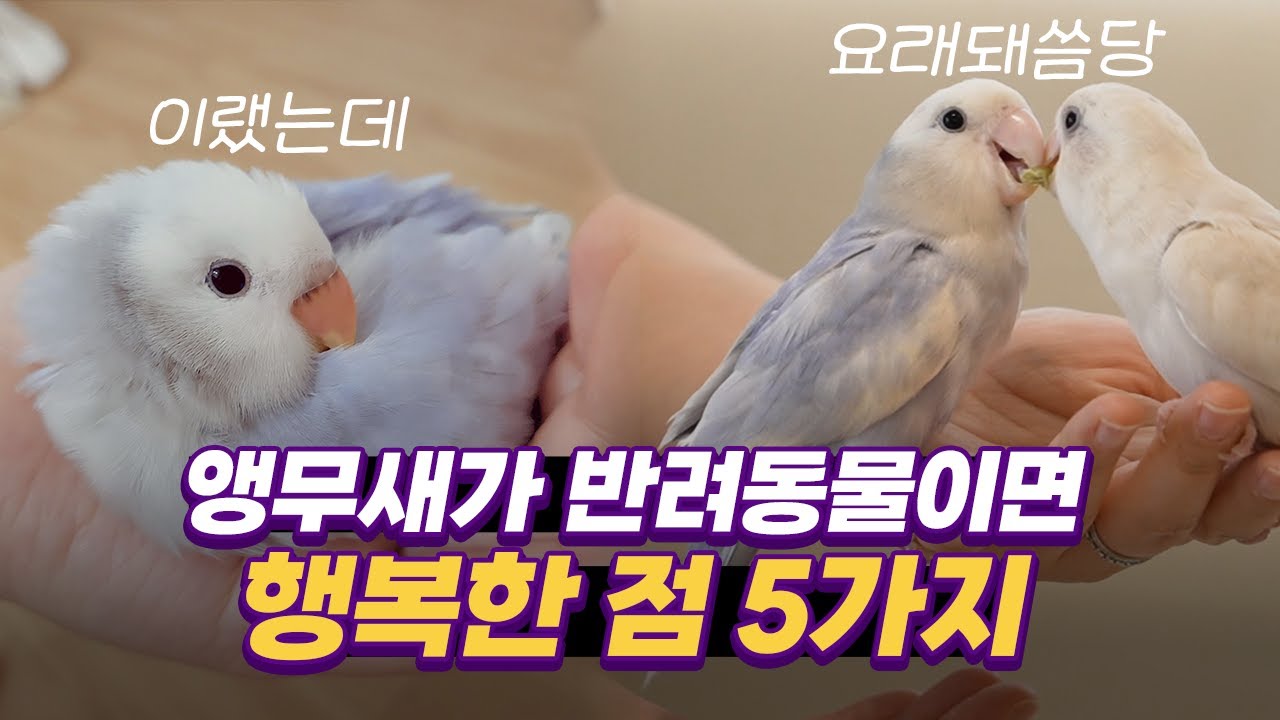 소형앵무새 모란앵무 사랑앵무 키우기전에 꼭 보셔야 합니다!!! - YouTube