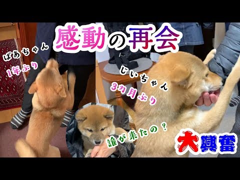 1年ぶりのばあちゃんと3カ月ぶりじいちゃんとの再会に感動して大興奮する先住犬と何が起こったかわかない子犬の柴犬
