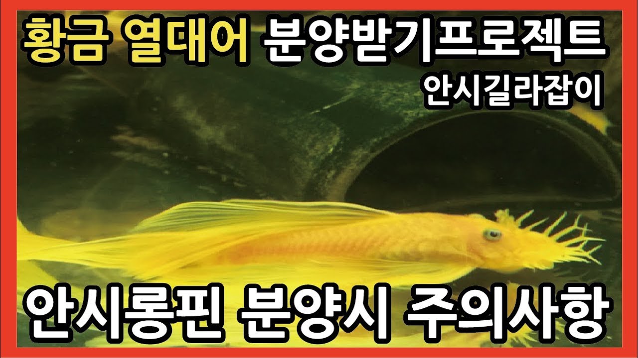 황금물고기 분양받기,  안시롱핀 환경적응 및 분양시 주의사항 - 열대어박사