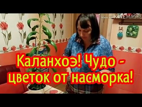 КАЛАНХОЭ! ЧУДО-ЦВЕТОК ОТ НАСМОРКА! ВЫЛЕЧИТЬ НАСМОРК, ЛЕГКО И БЫСТРО! НАРОДНОЕ СРЕДСТВО!