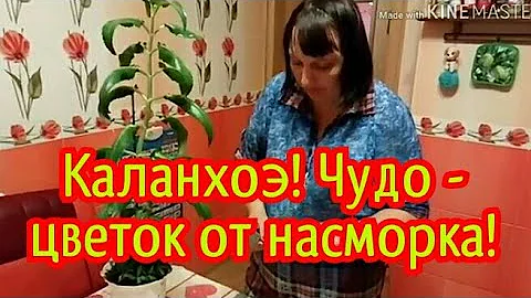 КАЛАНХОЭ! ЧУДО-ЦВЕТОК ОТ НАСМОРКА! ВЫЛЕЧИТЬ НАСМОРК, ЛЕГКО И БЫСТРО! НАРОДНОЕ СРЕДСТВО!