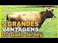 5 GRANDES VANTAGENS DO GADO JERSEY.