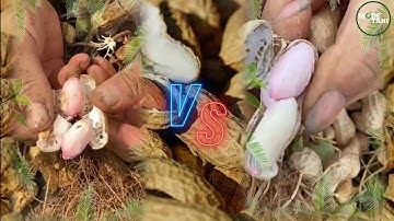 THE PROCESS OF HARVESTING PEANUTS UNTIL THE MANUAL AND MACHINE PEANUT SHELLING PROCESS
