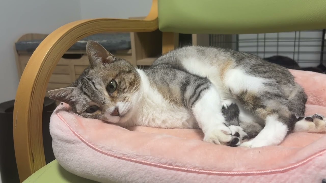ねこねる - YouTube