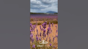 انه الله جل جلاله #تلاوات_قصيرة #تلاوات #تلاوة_هادئة #قران_كريم_بصوت_جميل_جدا #تلاوات_جميلة #سورة_طه