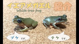 #8 我が家のイエアメガエル（プケ＆テケ）紹介　~Introducing my pet (White tree frog) "PUKE & TEKE" ~