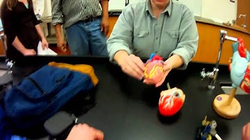 Heart Model review for A&P 2 Lab practical