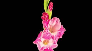 Time lapse pink gladiolus flower | Stock Videos | NO COPYRIGHT | ANIMATION | ELEMENTS  FREE DOWNLOAD screenshot 1