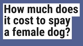 How much does it cost to spay a female dog?
