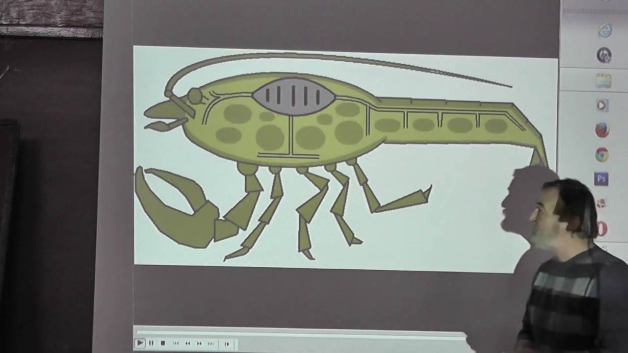 1.3 Незамкнутые системы кровообращения