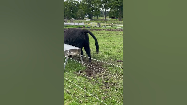 Highland cow poop!