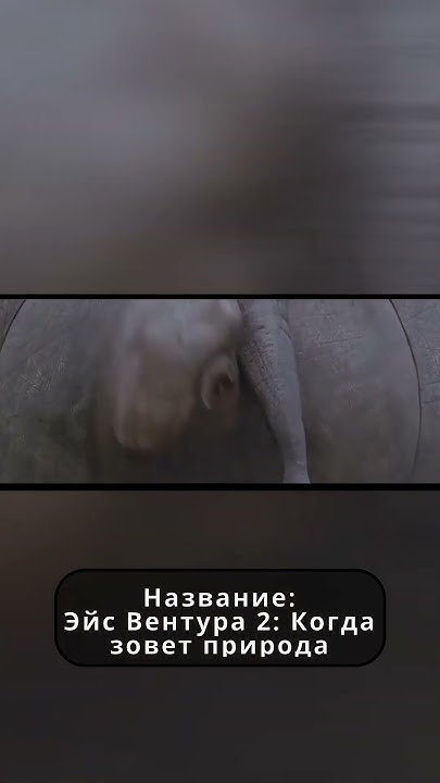 Эйс Вентура 2 Когда зовет природа #кино #фильм #фильмы #фильмнавечер # ...