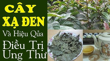 Bài thuốc cây xạ đen và hiệu quả điều trị bệnh ung thư Cách Dùng Xạ Đen