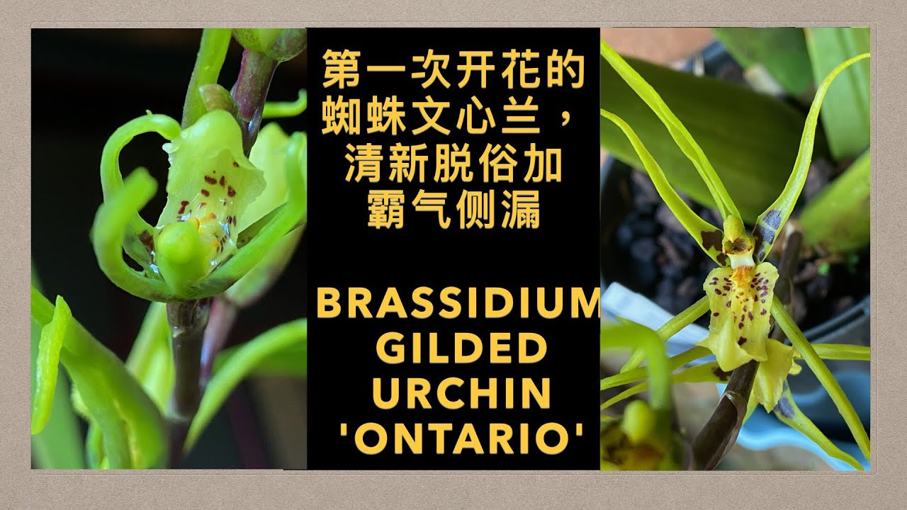 GS-52 蜘蛛文心兰第一次开花 越开越大的万代兰 以及怎么量兰花大小 Brassidium orchid Gilded Urchin ...