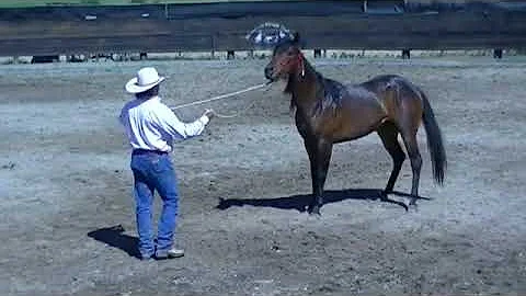 Colt Starting - Gerry Cox - Intro to Ground Work