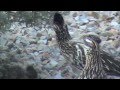 Hungry Roadrunner Chick