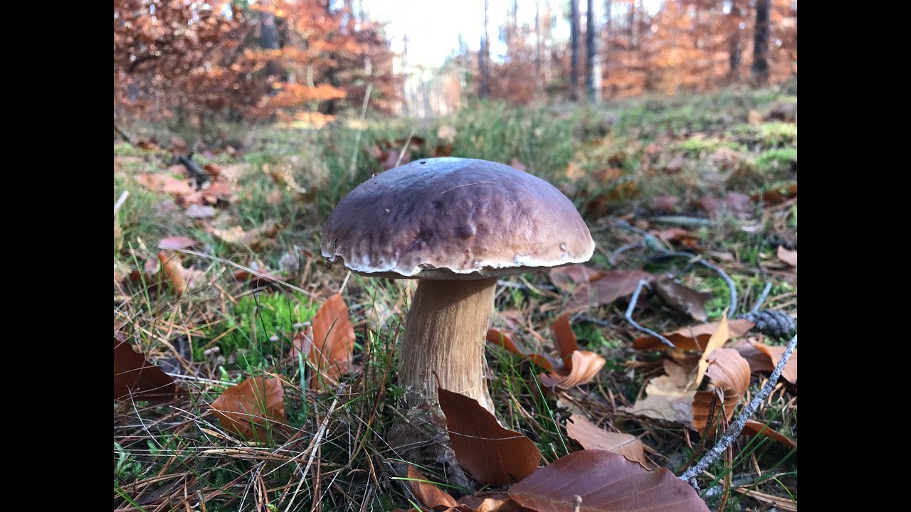 Гигантский подберезовик Некоторые другие грибы и опята 05/11/2025