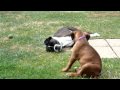 Boxer dog and puppy rolling and making friends