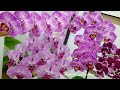 ОБИЛЬНОЕ и ШИКАРНОЕ цветение моих ОРХИДЕИ/ orchids орхидея orchid фаленопсис phalaenopsis