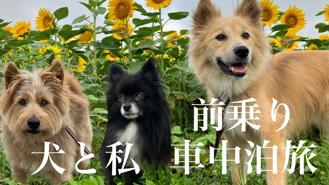 【北海道犬連れ車中泊一人旅】1泊２日、北竜町で待ち合わせ🌻チャミちゃんとひまわりを見に行く旅