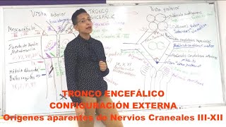 Tronco Encefálico: configuración externa, orígenes aparentes de los Nervios Craneales III - XI