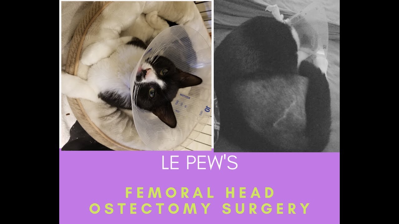 Femoral Head Ostectomy (FHO) in Cat YouTube