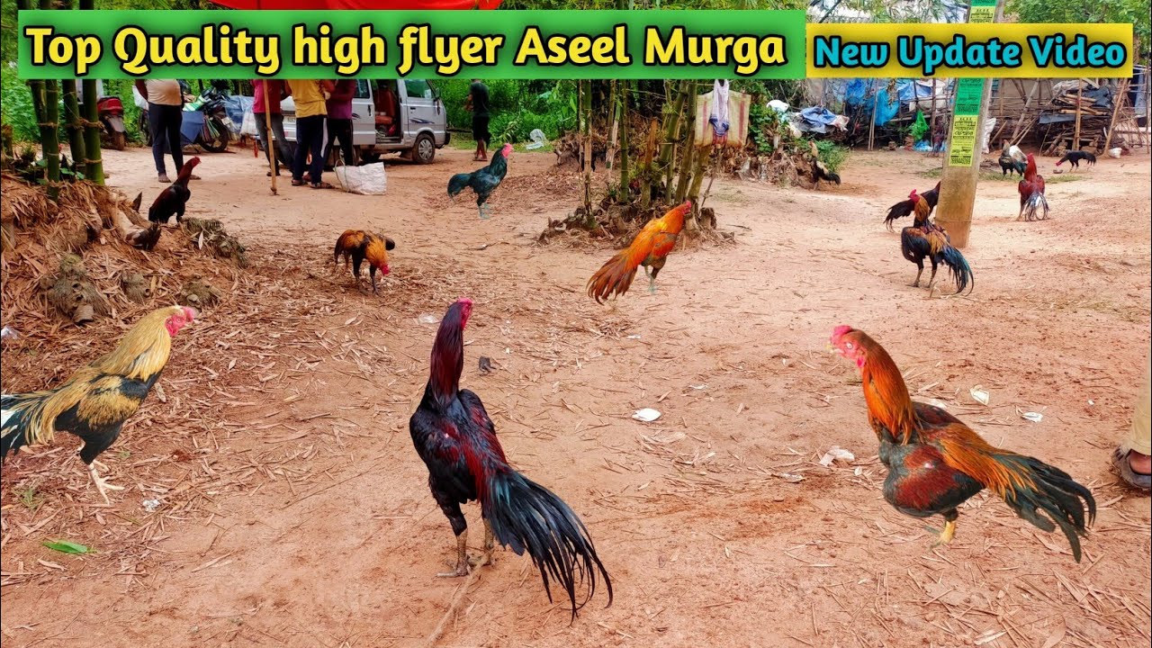 Good Quality Aseel Murga Market Feko Haat