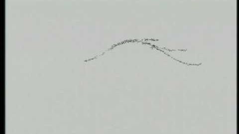 Myrmegraph (1998) by Scott Snibbe