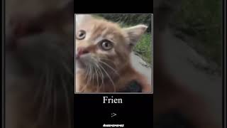 You’re my friend now - kitty screenshot 5