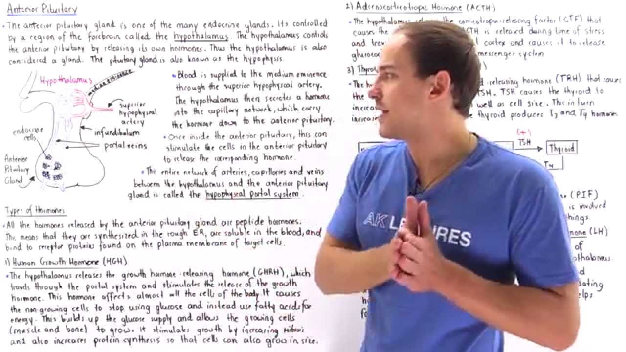 chemistry транскрипция Anterior Pituitary Gland