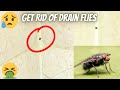Drain Fly | How to get rid of Drain flies | बाथरूम की मक्खियों को भगाने के easy उपाय |#Speedy HIT 29