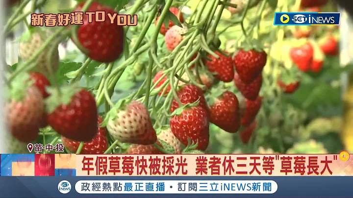 春節4天湧20萬遊客! 大湖草莓減產快被採光 部分業者休三天等"草莓長大" 不只大湖有草莓! 南投.台中草莓園湧人潮│記者 黃孟珍 吳崑榆 江濬禓 孫宇莉│【台灣要聞】20230127│三立iNEWS - 天天要聞