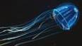 The Fascinating World of Jellyfish ile ilgili video