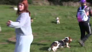 The Basset Hound Walkers at Exmouth (Oct 2023)