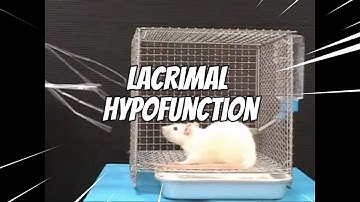Lacrimal Hypofunction Rat
