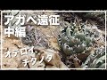 アガベ チタノタやオテロイを見にメキシコへ行く【中編】
