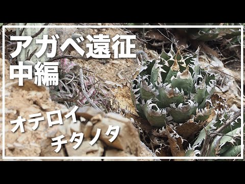 アガベ チタノタやオテロイを見にメキシコへ行く【中編】 - YouTube
