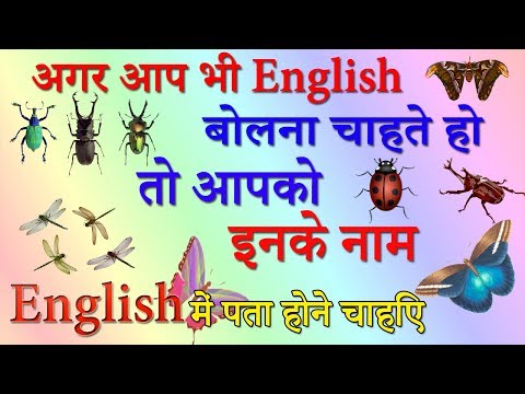 Common Insect Names Daily Use Insect Hindi Meaning Of Common