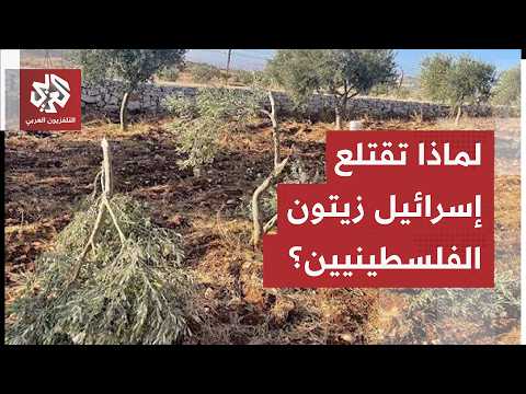 War on Palestinian Olive Trees: Numbers Reveal the Scale of Systematic Attacks on Agriculture in ...