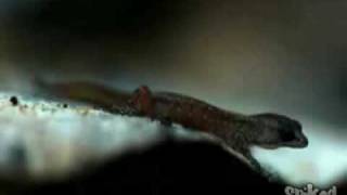 Tumnagel