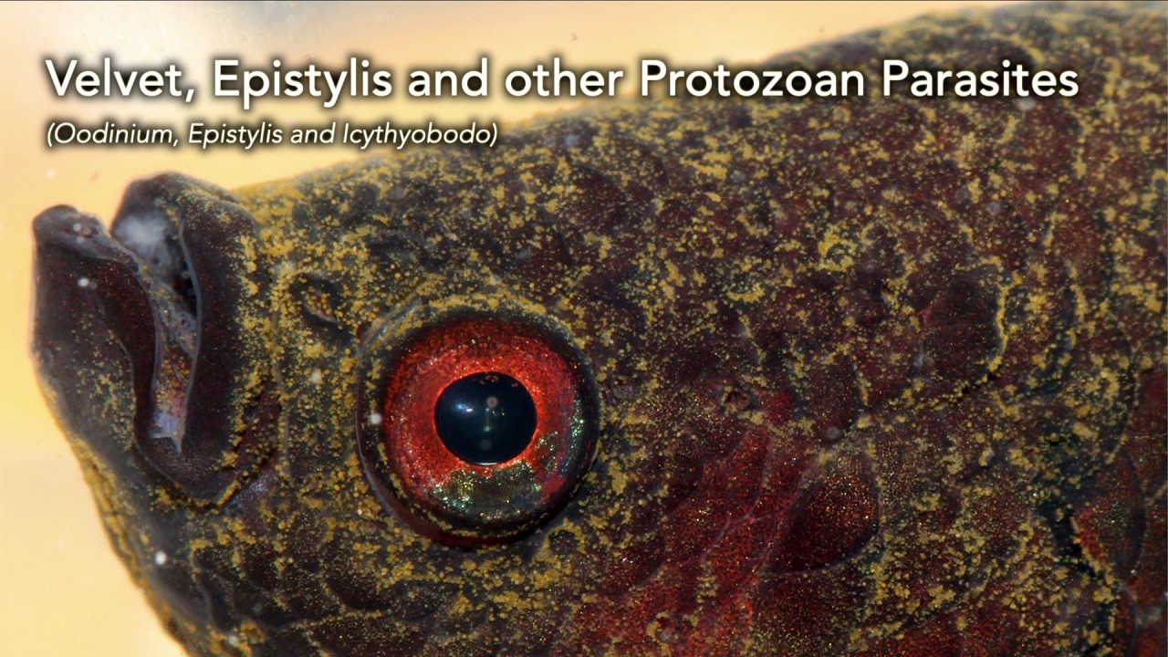 Как диагностировать и лечить бархатную болезнь, эпистилис и другие простейшие паразиты 