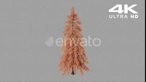 Growing Tree | Motion Graphics - Envato elements
