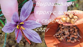 ЛУЧШИЕ МНОГОЛЕТНИЕ НИЗКОРОСЛЫЕ ЦВЕТЫ. Посадка луковиц крокуса шафран в саду.