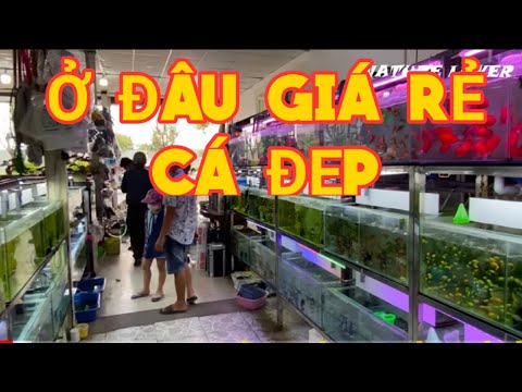 Video TỔNG HỢP NHỮNG KHU BÁN CÁ CẢNH NỔI TIẾNG NHẤT TẠI SÀI... - youtube