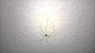Cellar Spider (Pholcidae) Handling and information.