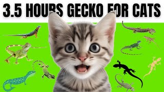 Cat Games Lizards with Sounds | Catch the Gecko | 3.5 HOURS!